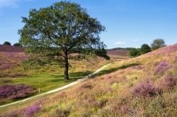 The Veluwe is a forest-rich ridge of hills